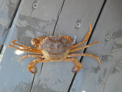 Liocarcinus depurator