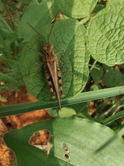 Trilophidia annulata