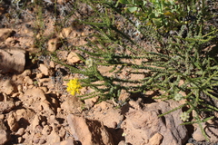 Aspalathus tridentata