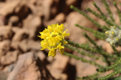 Aspalathus tridentata