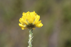 Aspalathus tridentata