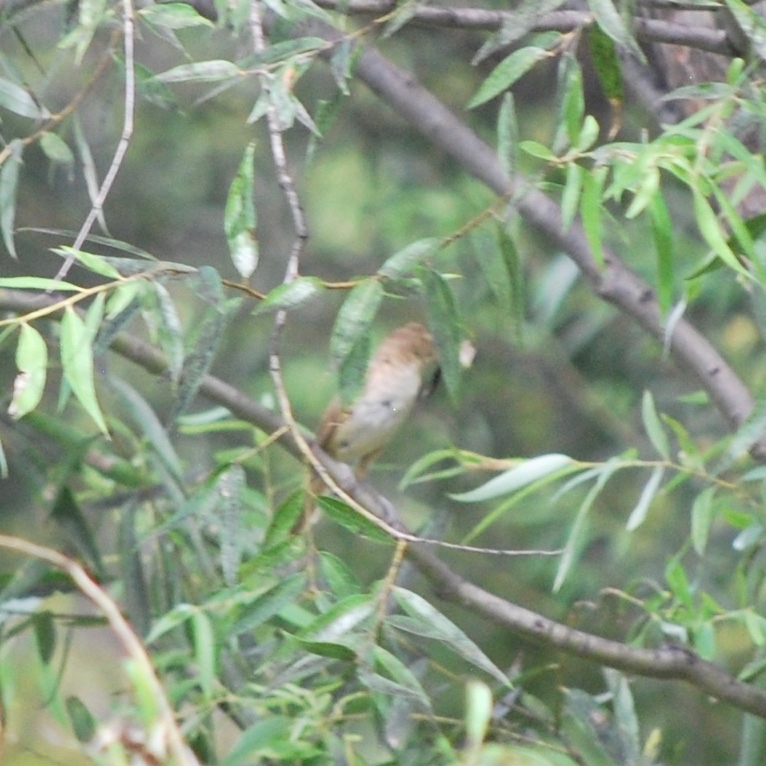 Oriental Reed Warbler