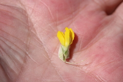 Aspalathus tridentata