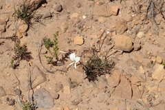 Pelargonium longicaule