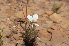 Pelargonium longicaule