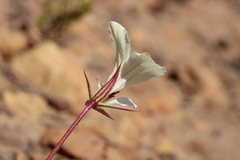 Pelargonium longicaule
