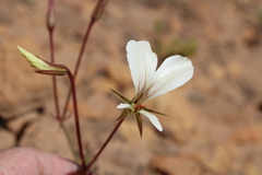 Pelargonium longicaule