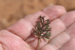 Pelargonium longicaule