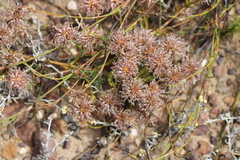 Serruria effusa