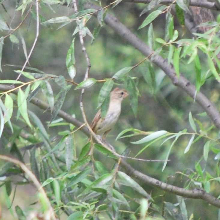 Oriental Reed Warbler