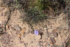 Aristea dichotoma