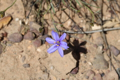 Aristea dichotoma