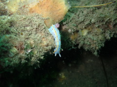 Hypselodoris bennetti