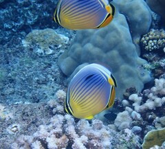 Chaetodon trifasciatus