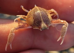 Persephona aquilonaris