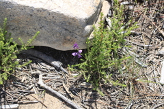 Moraea incurva