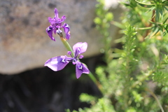 Moraea incurva