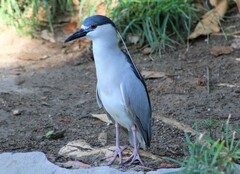 Nycticorax nycticorax