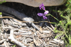 Moraea incurva