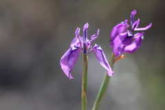 Moraea incurva