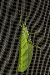 Tympanophyllum arcufolium