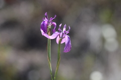 Moraea incurva