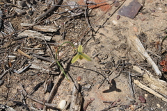 Albuca