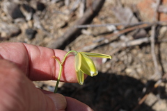 Albuca