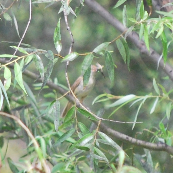 Oriental Reed Warbler