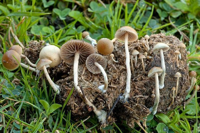 Psilocybe liniformans