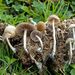 Psilocybe liniformans - Photo (c) Dr. Fabio Mao Valletta, some rights reserved (CC BY-NC), uploaded by Dr. Fabio Mao Valletta