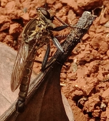 Asilidae
