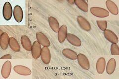 Psilocybe liniformans liniformans