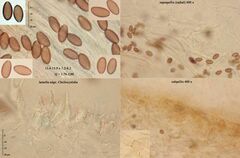 Psilocybe liniformans liniformans