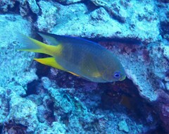 Amblyglyphidodon aureus