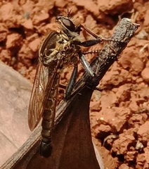 Asilidae