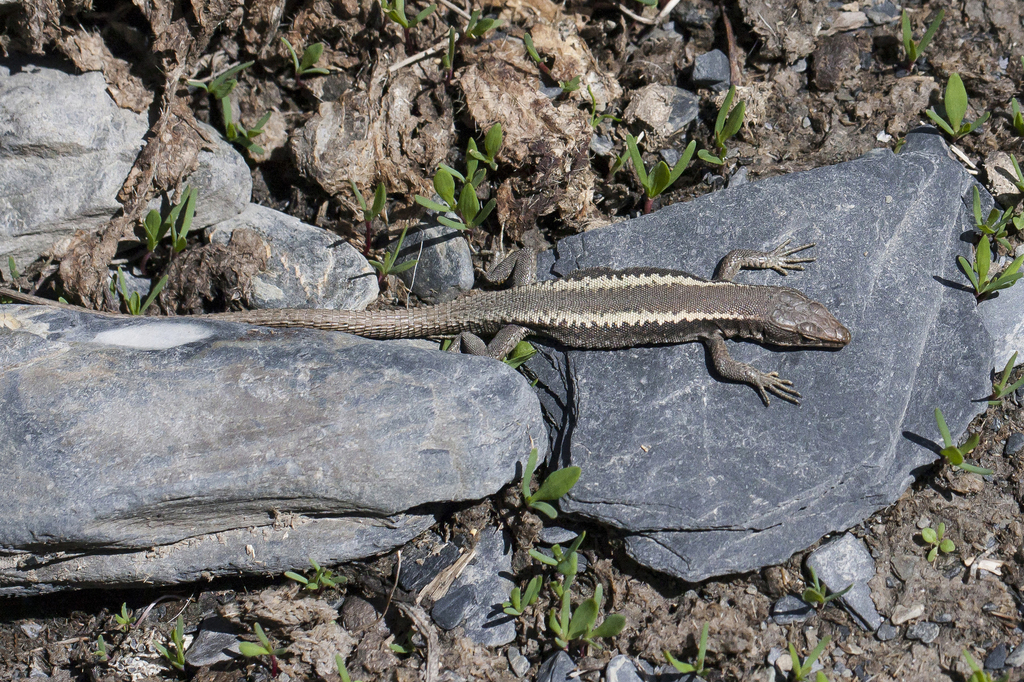 Dagestan Lizard