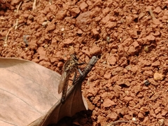 Asilidae