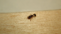 Tetramorium