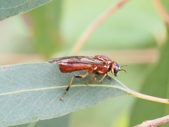 Tenthredinoidea