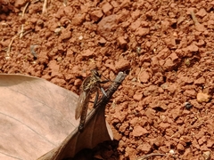 Asilidae