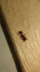 Tetramorium