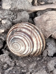 Caucasotachea vindobonensis