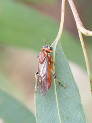 Tenthredinoidea