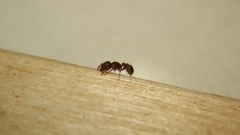 Tetramorium