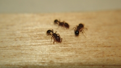 Tetramorium