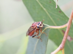 Tenthredinoidea