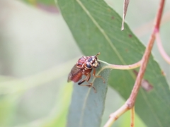 Tenthredinoidea
