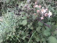 Rubus