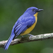 Dayak Blue Flycatcher - Photo (c) David Bishop, some rights reserved (CC BY-NC), uploaded by David Bishop